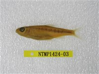 藏品(平頜鱲)的圖片